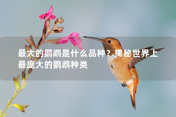 最大的鹦鹉是什么品种？揭秘世界上最庞大的鹦鹉种类