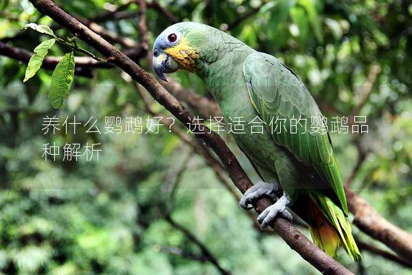养什么鹦鹉好？选择适合你的鹦鹉品种解析
