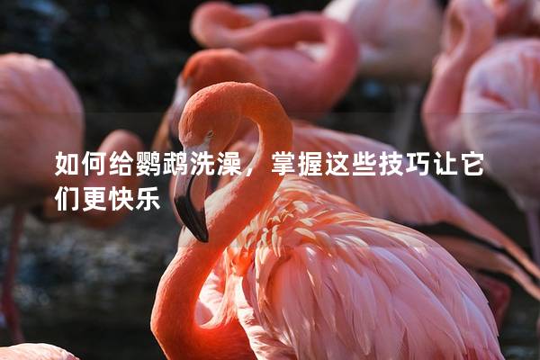 如何给鹦鹉洗澡，掌握这些技巧让它们更快乐