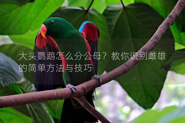 大头鹦鹉怎么分公母？教你识别雌雄的简单方法与技巧