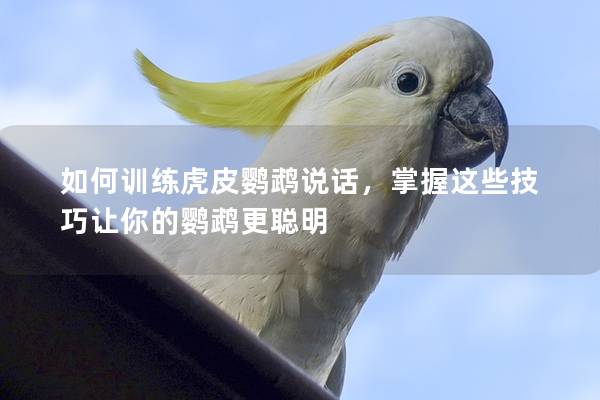 如何训练虎皮鹦鹉说话，掌握这些技巧让你的鹦鹉更聪明
