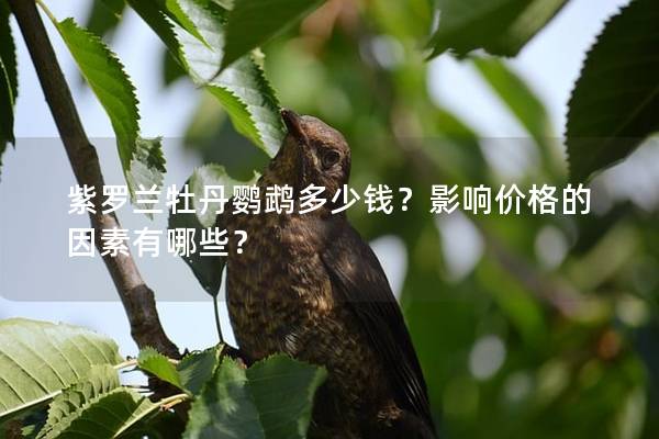 紫罗兰牡丹鹦鹉多少钱？影响价格的因素有哪些？