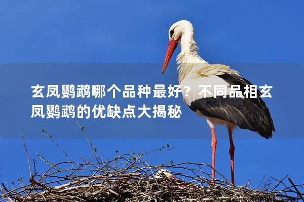 玄凤鹦鹉哪个品种最好？不同品相玄凤鹦鹉的优缺点大揭秘