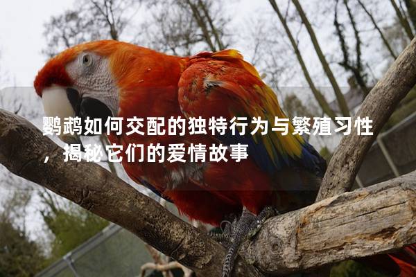 鹦鹉如何交配的独特行为与繁殖习性，揭秘它们的爱情故事