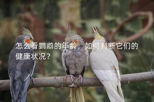怎么看鹦鹉的年龄，如何判断它们的健康状况？