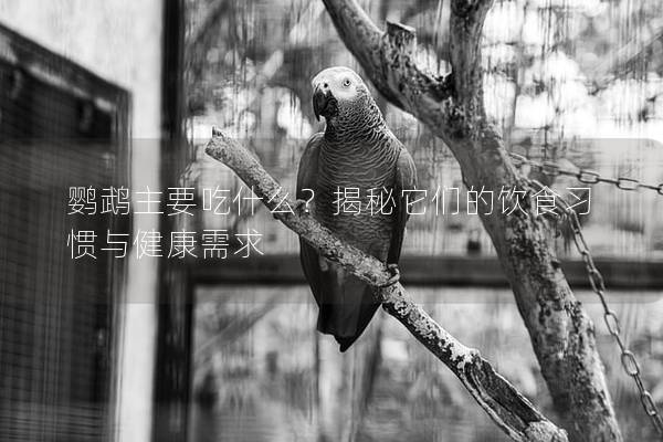 鹦鹉主要吃什么？揭秘它们的饮食习惯与健康需求