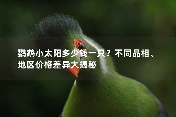 鹦鹉小太阳多少钱一只？不同品相、地区价格差异大揭秘
