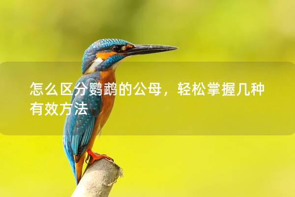 怎么区分鹦鹉的公母，轻松掌握几种有效方法