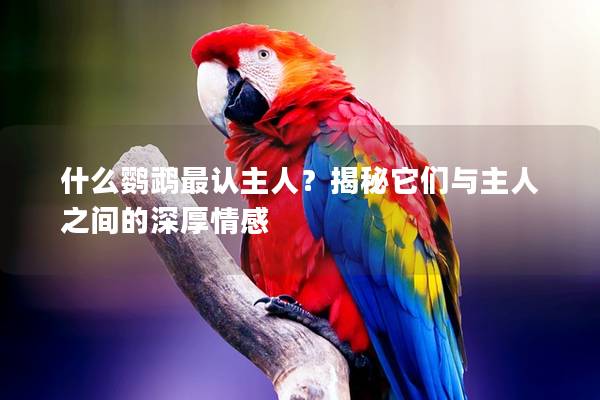 什么鹦鹉最认主人？揭秘它们与主人之间的深厚情感