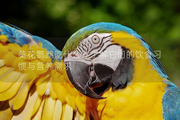 葵花鹦鹉吃什么？了解它们的饮食习惯与营养需求
