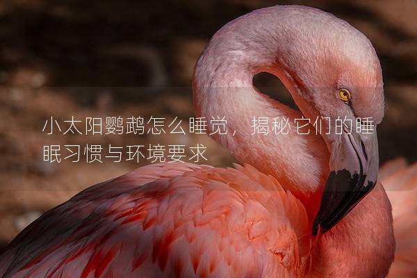 小太阳鹦鹉怎么睡觉，揭秘它们的睡眠习惯与环境要求