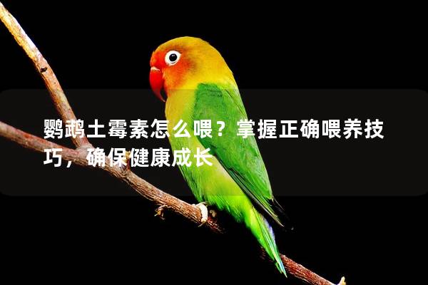 鹦鹉土霉素怎么喂？掌握正确喂养技巧，确保健康成长