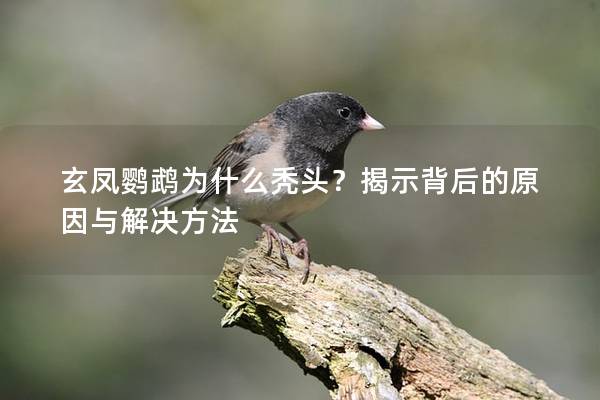 玄凤鹦鹉为什么秃头？揭示背后的原因与解决方法