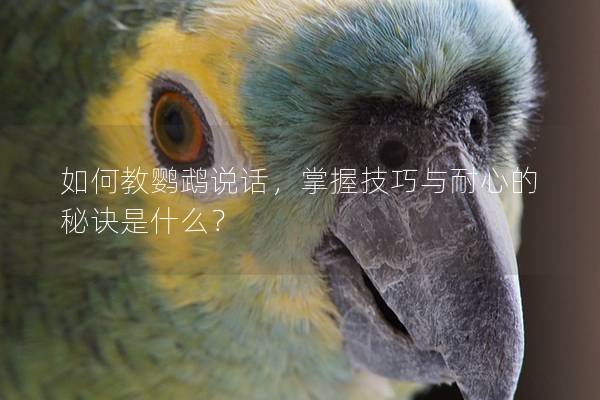 如何教鹦鹉说话，掌握技巧与耐心的秘诀是什么？