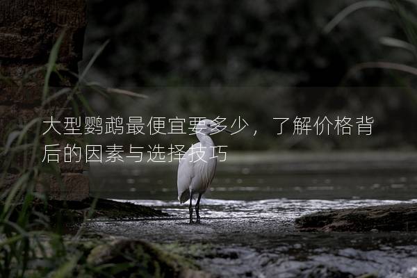 大型鹦鹉最便宜要多少，了解价格背后的因素与选择技巧