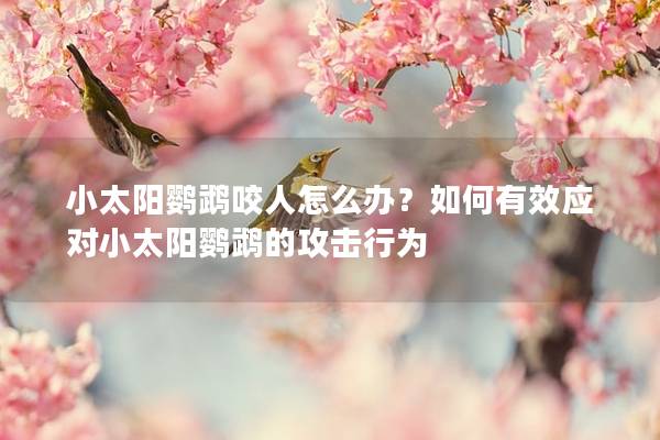 小太阳鹦鹉咬人怎么办？如何有效应对小太阳鹦鹉的攻击行为