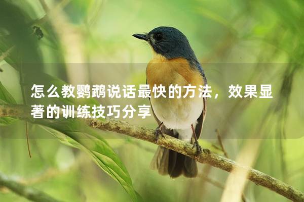 怎么教鹦鹉说话最快的方法，效果显著的训练技巧分享