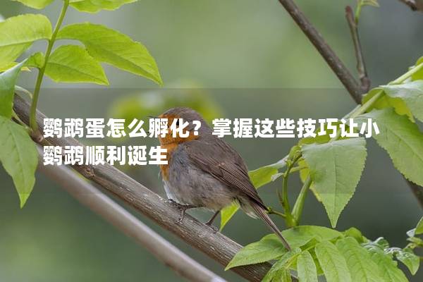 鹦鹉蛋怎么孵化？掌握这些技巧让小鹦鹉顺利诞生
