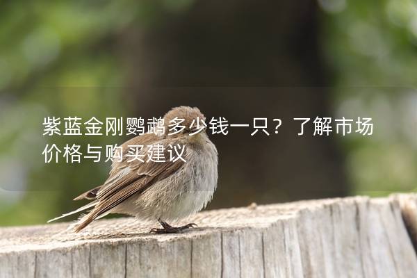 紫蓝金刚鹦鹉多少钱一只？了解市场价格与购买建议