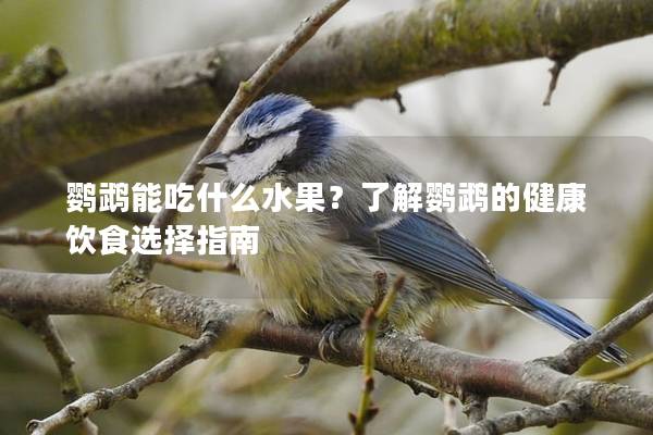 鹦鹉能吃什么水果？了解鹦鹉的健康饮食选择指南