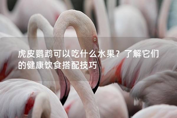 虎皮鹦鹉可以吃什么水果？了解它们的健康饮食搭配技巧