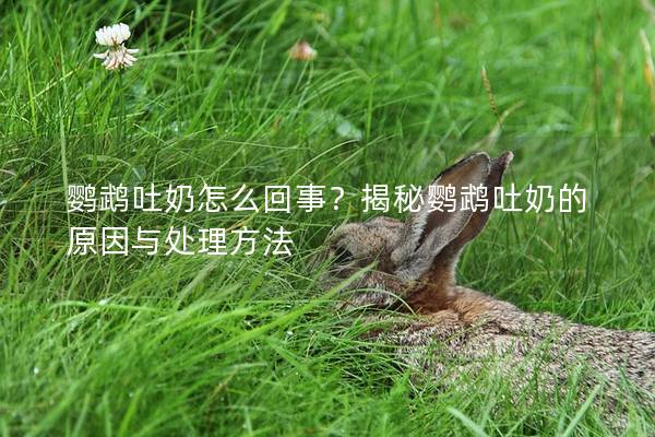 鹦鹉吐奶怎么回事？揭秘鹦鹉吐奶的原因与处理方法