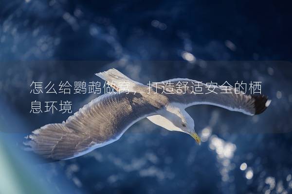 怎么给鹦鹉做窝，打造舒适安全的栖息环境