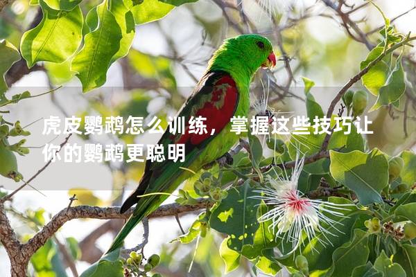 虎皮鹦鹉怎么训练，掌握这些技巧让你的鹦鹉更聪明