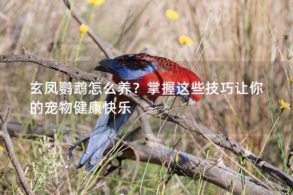 玄凤鹦鹉怎么养？掌握这些技巧让你的宠物健康快乐