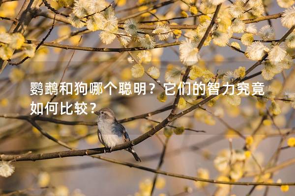 鹦鹉和狗哪个聪明？它们的智力究竟如何比较？