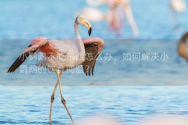 小鹦鹉不吃东西怎么办，如何解决小鹦鹉的饮食问题？