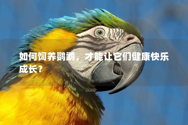 如何饲养鹦鹉，才能让它们健康快乐成长？