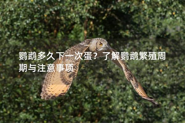 鹦鹉多久下一次蛋？了解鹦鹉繁殖周期与注意事项