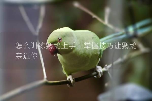 怎么训练鹦鹉上手，掌握技巧让鹦鹉亲近你
