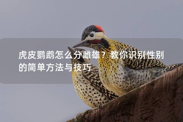虎皮鹦鹉怎么分雌雄？教你识别性别的简单方法与技巧