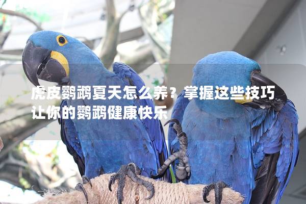 虎皮鹦鹉夏天怎么养？掌握这些技巧让你的鹦鹉健康快乐