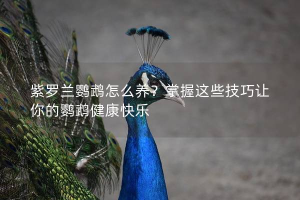 紫罗兰鹦鹉怎么养？掌握这些技巧让你的鹦鹉健康快乐