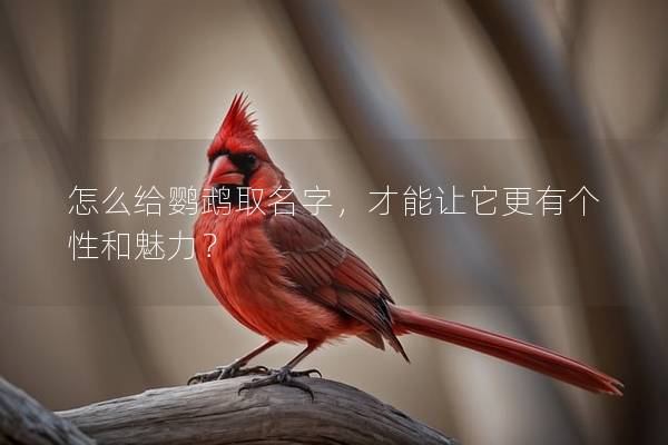 怎么给鹦鹉取名字，才能让它更有个性和魅力？