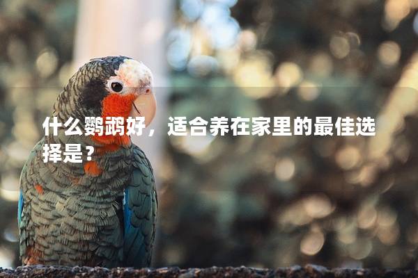 什么鹦鹉好，适合养在家里的最佳选择是？