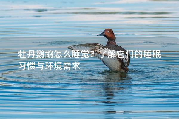 牡丹鹦鹉怎么睡觉？了解它们的睡眠习惯与环境需求