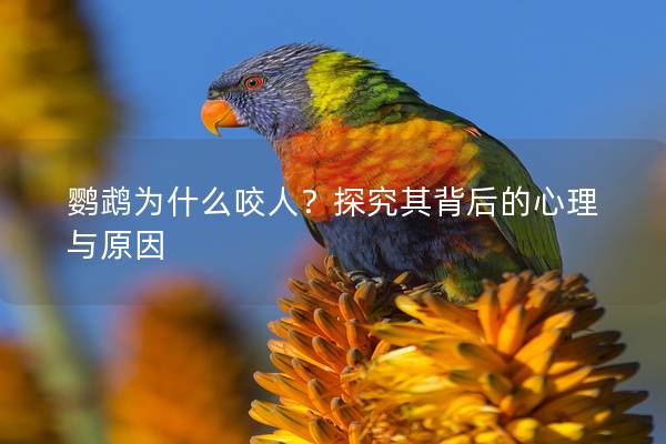 鹦鹉为什么咬人？探究其背后的心理与原因