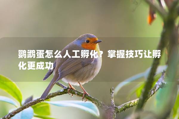 鹦鹉蛋怎么人工孵化？掌握技巧让孵化更成功
