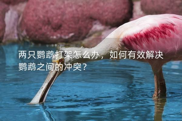 两只鹦鹉打架怎么办，如何有效解决鹦鹉之间的冲突？
