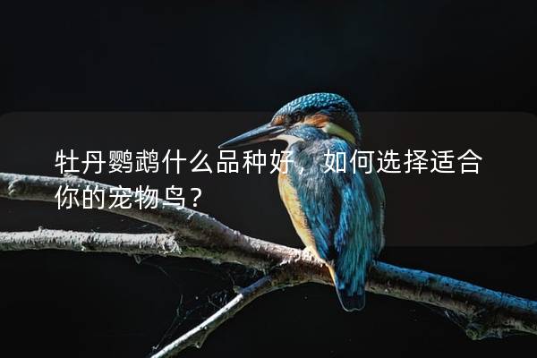 牡丹鹦鹉什么品种好，如何选择适合你的宠物鸟？
