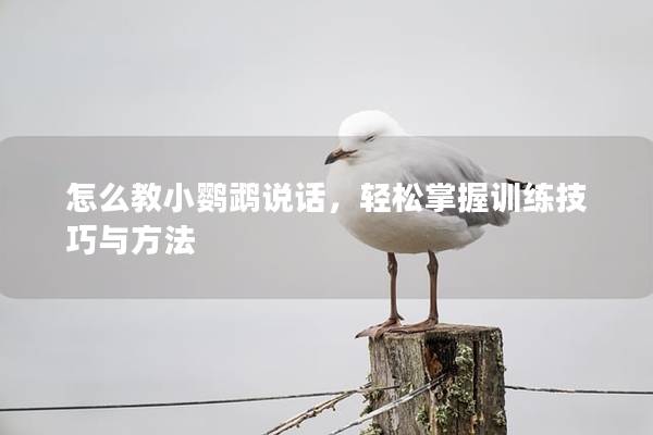 怎么教小鹦鹉说话，轻松掌握训练技巧与方法