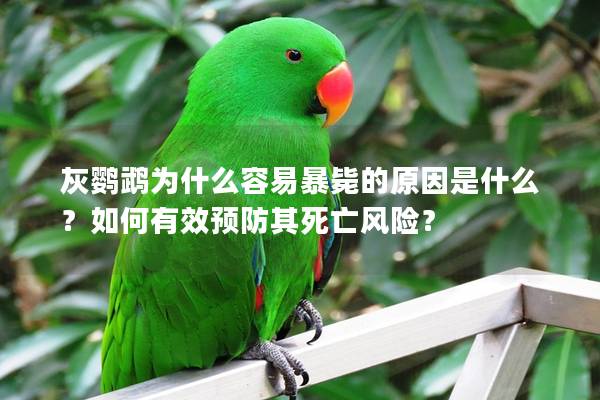灰鹦鹉为什么容易暴毙的原因是什么？如何有效预防其死亡风险？
