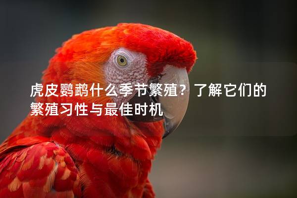 虎皮鹦鹉什么季节繁殖？了解它们的繁殖习性与最佳时机