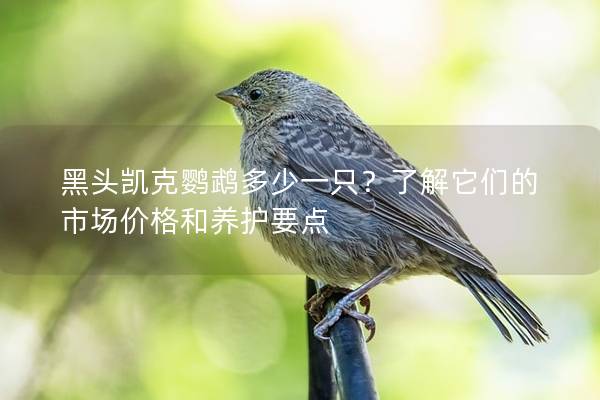 黑头凯克鹦鹉多少一只？了解它们的市场价格和养护要点
