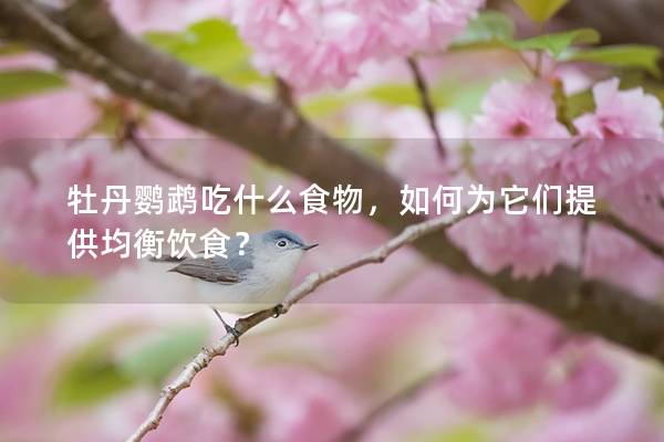 牡丹鹦鹉吃什么食物，如何为它们提供均衡饮食？