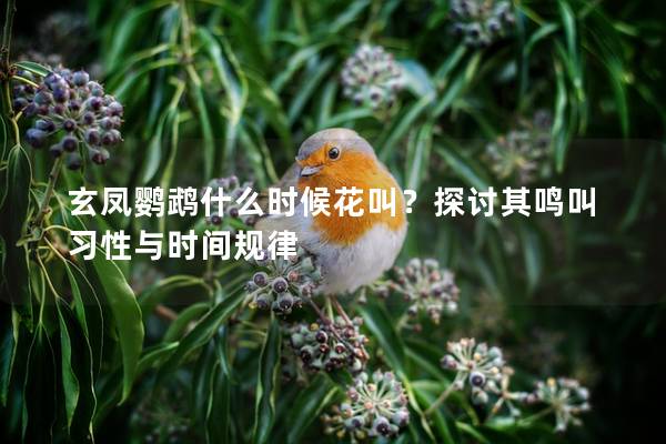 玄凤鹦鹉什么时候花叫？探讨其鸣叫习性与时间规律